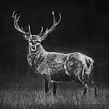 Deer Sketch