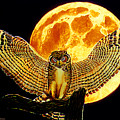 Owl Landing