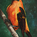 Scarlet Tanager